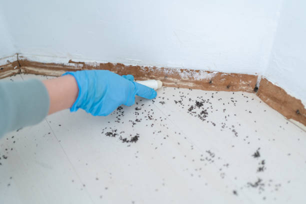 Best Termite Control Services  in Rayre, MO