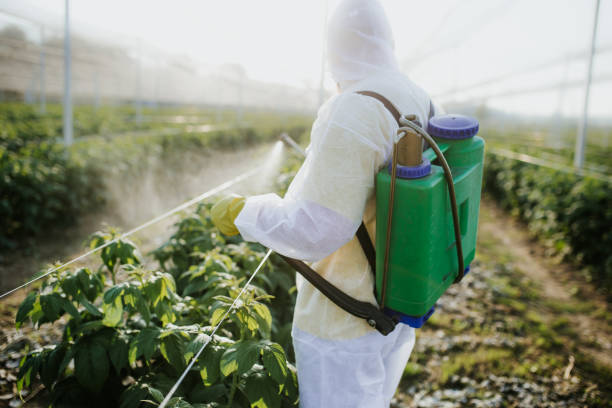 Trusted Raymore, MO Pest Control Experts